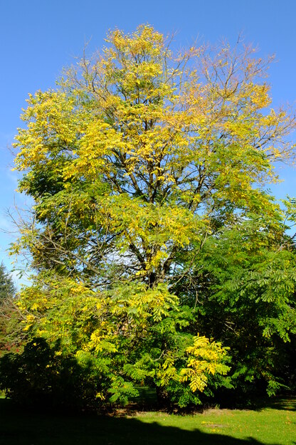 October tree photo
