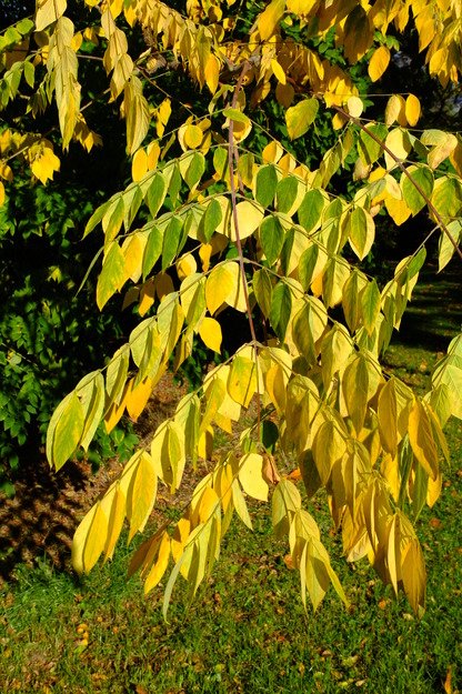 October close-up photo