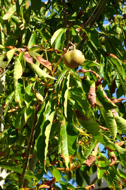 October close-up photo