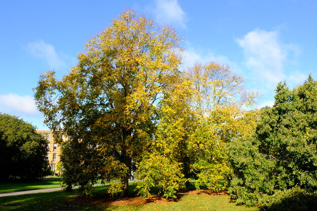 Photo of Tilia mongolica