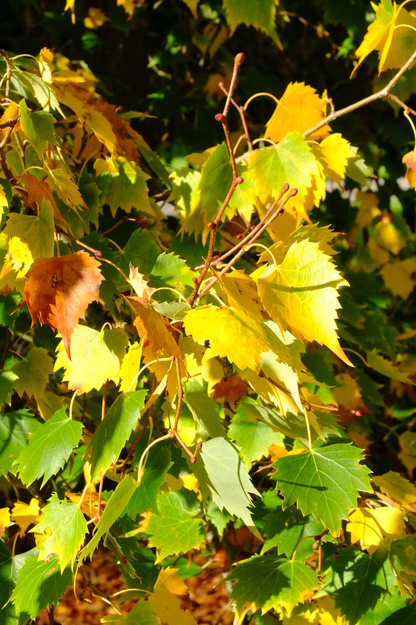October close-up photo
