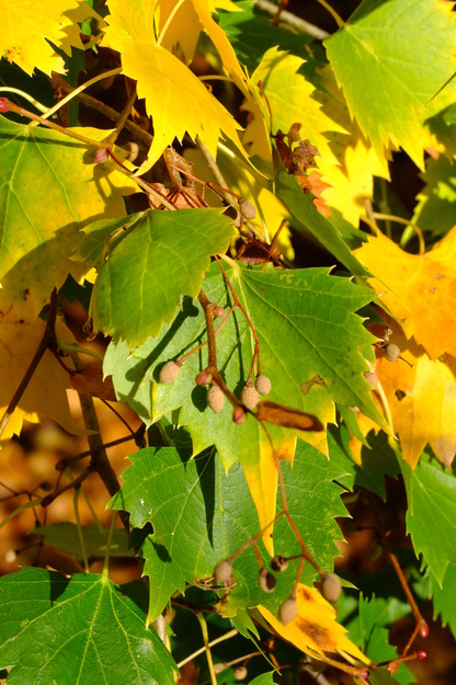 October close-up photo
