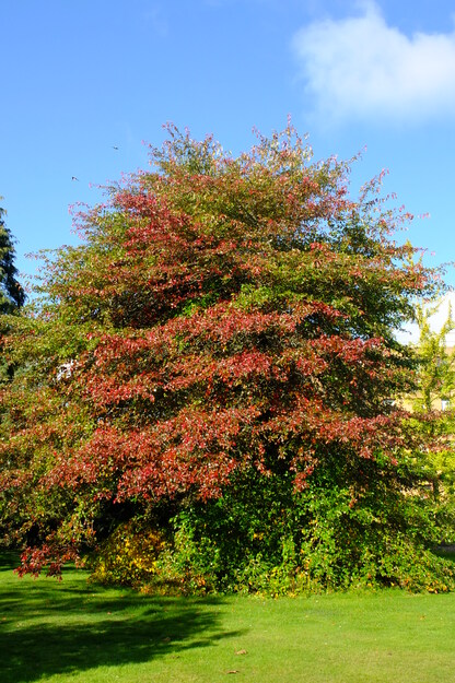 October tree photo