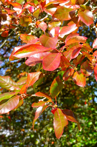October close-up photo