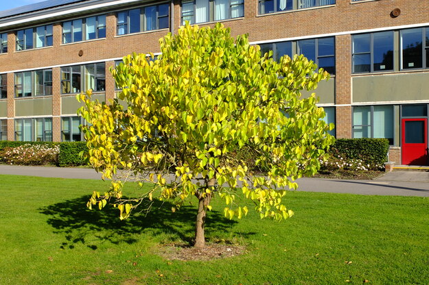 October tree photo