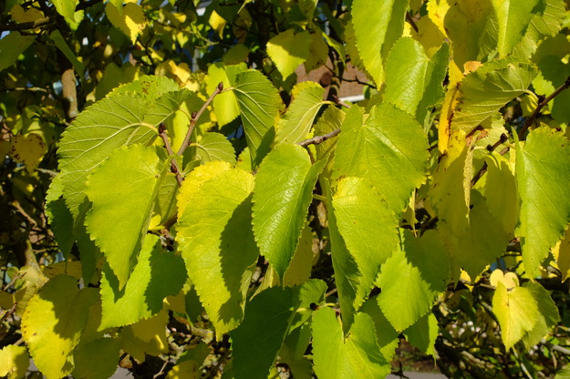 October close-up photo