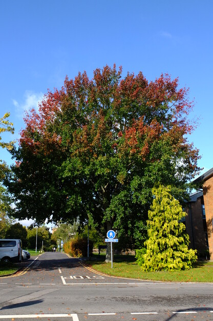 October tree photo