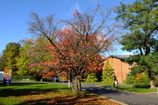 October tree photo