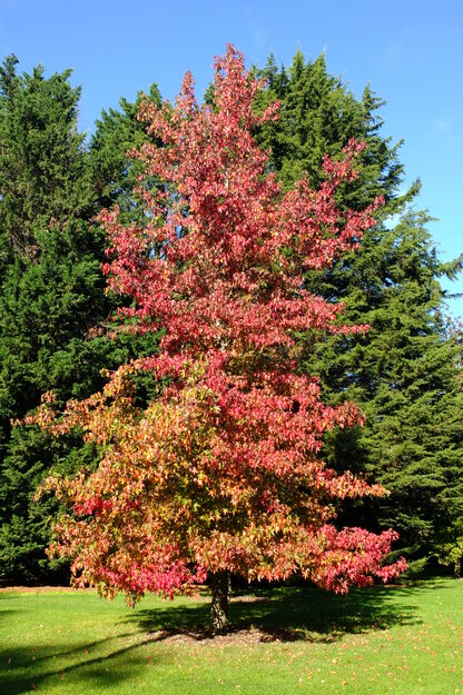 October tree photo