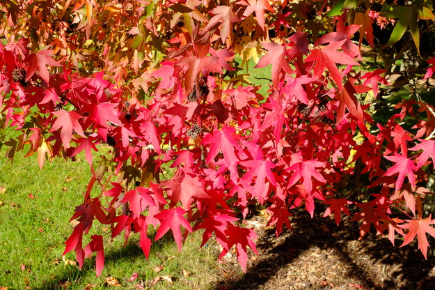 October close-up photo