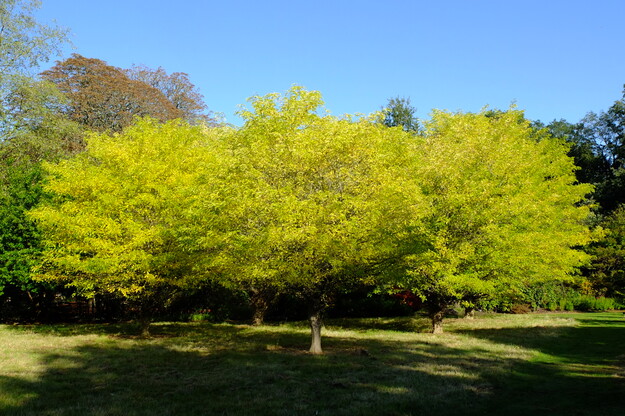 Photo of Gleditsia caspica