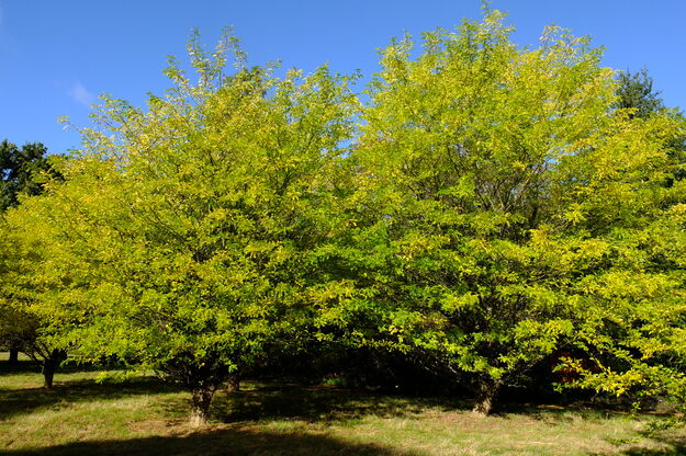 October tree photo
