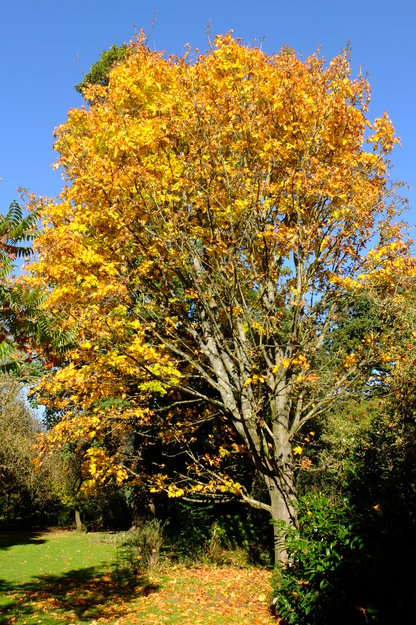 Photo of Acer macrophyllum