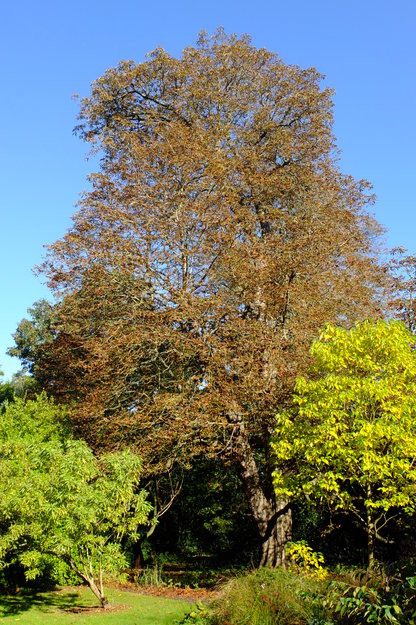 October tree photo