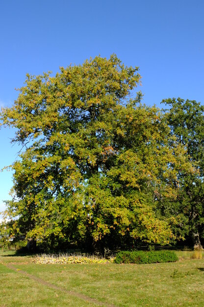 Harris Garden tree photo