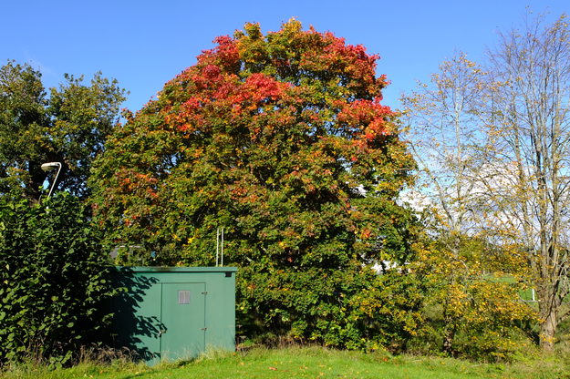 October tree photo