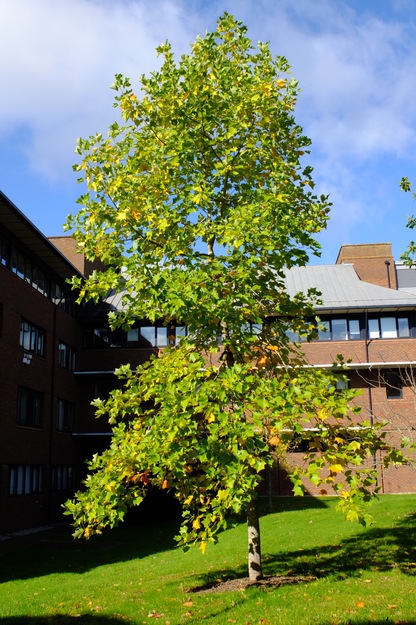 October tree photo