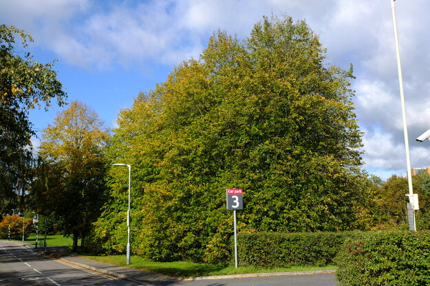 Henley Hill tree photo