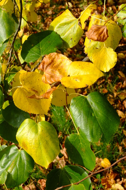 October close-up photo