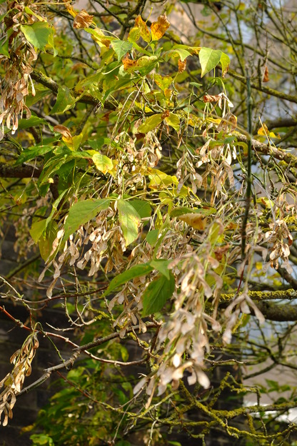 October close-up photo