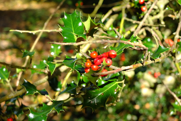 October close-up photo