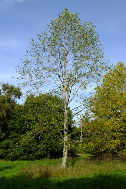 October tree photo