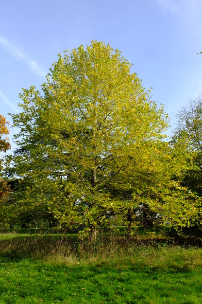 East lake park tree photo