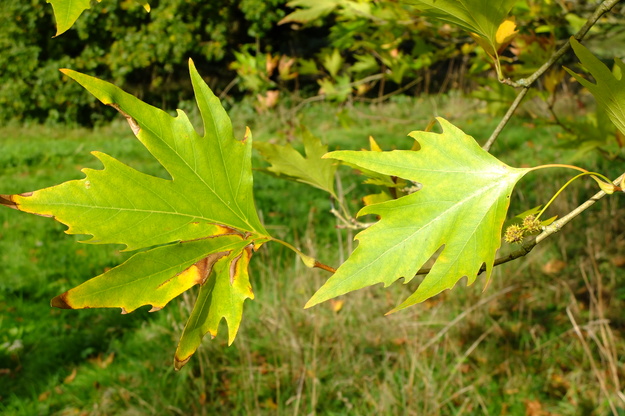 October close-up photo