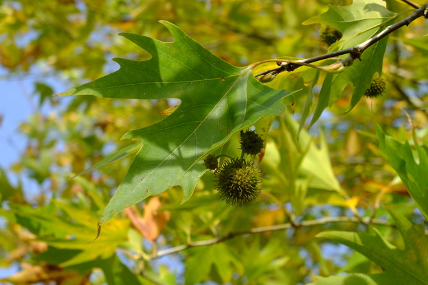 October close-up photo