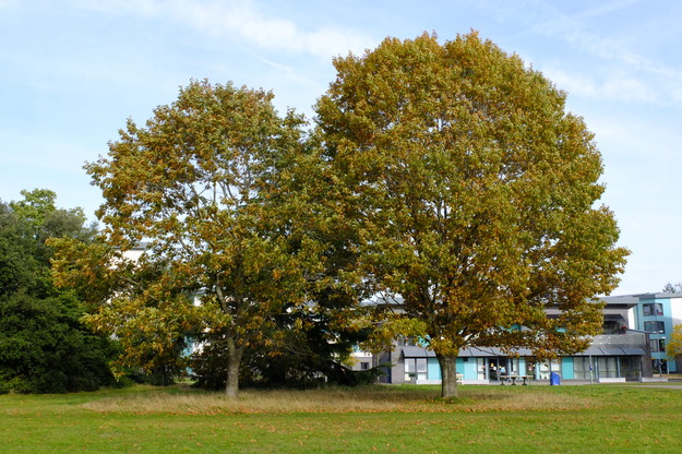 October tree photo