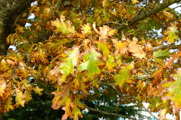 October close-up photo