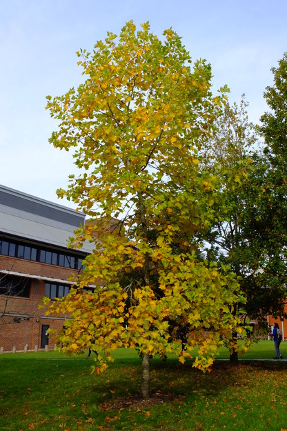 Agromet lawn tree photo