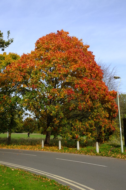 October tree photo