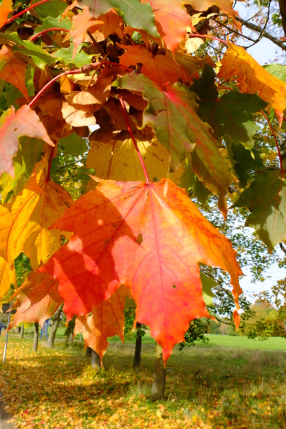 October close-up photo