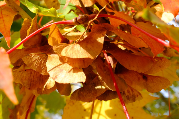 October close-up photo