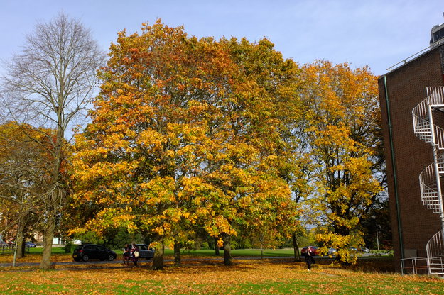 Pharmacy tree photo