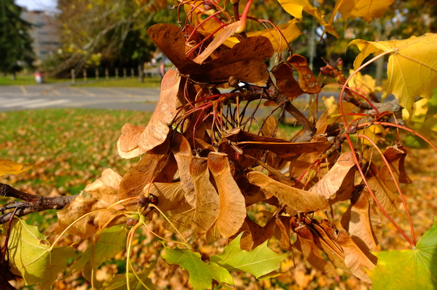 October close-up photo