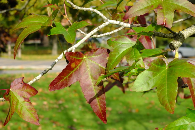 October close-up photo