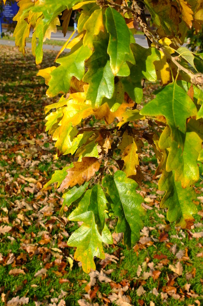 October close-up photo