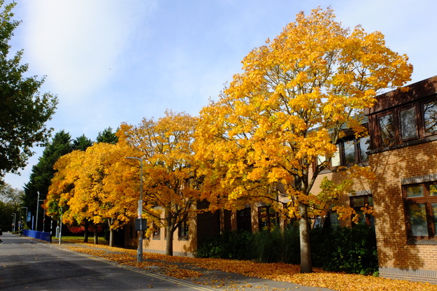 Polly Vacher South tree photo