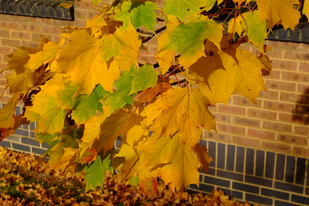 October close-up photo