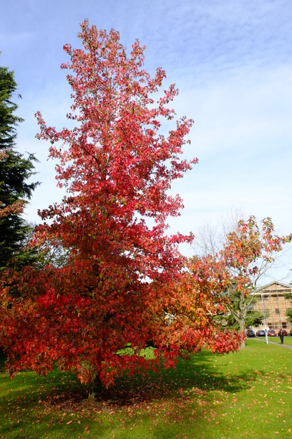 October tree photo