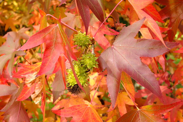 October close-up photo
