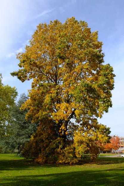 October tree photo