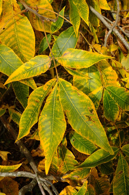 October close-up photo