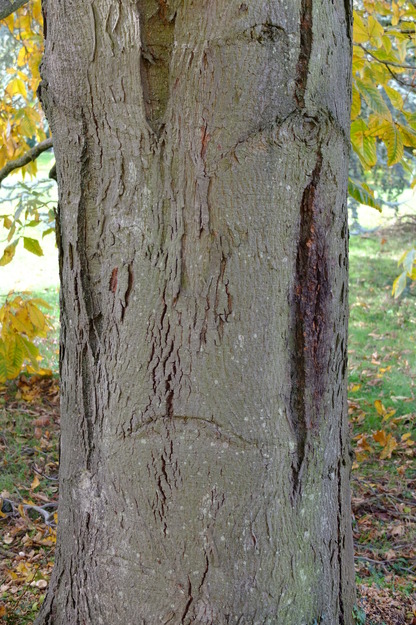 October close-up photo