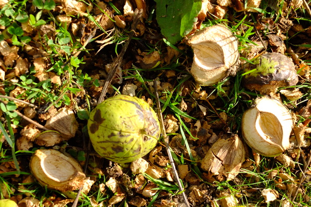 October close-up photo