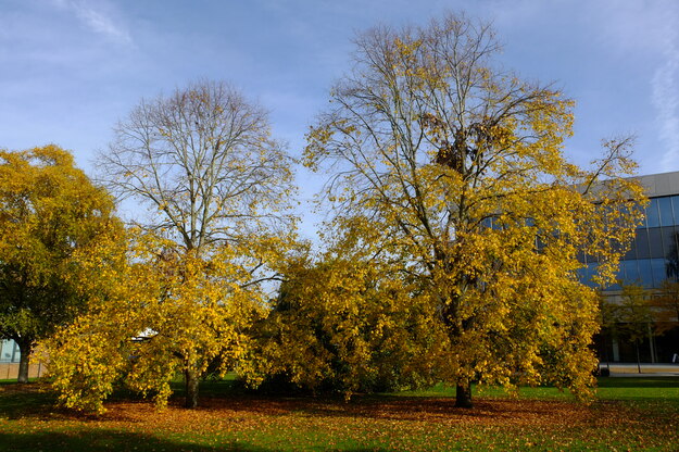 October tree photo