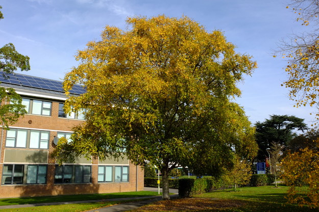 October tree photo