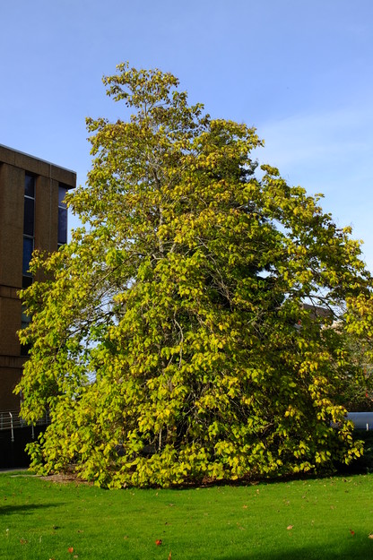 October tree photo